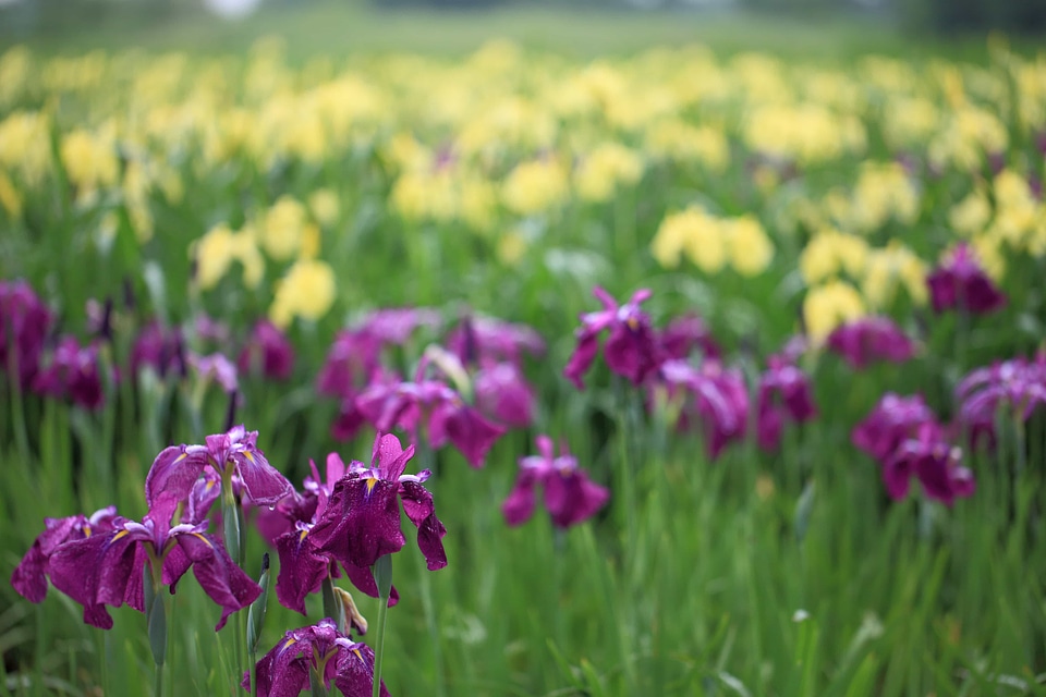 Beautiful Flowers bloom blooming