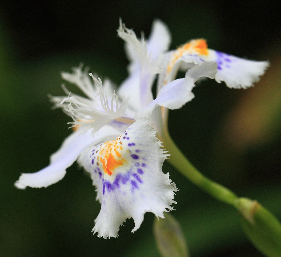 Beautiful beautiful flowers blooming