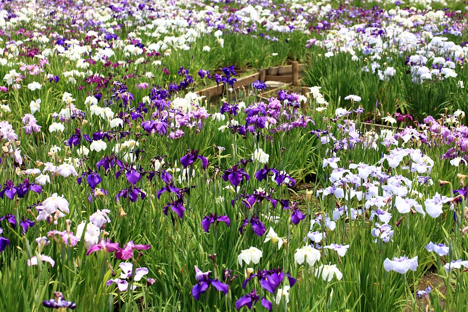 Agriculture beautiful flowers bloom