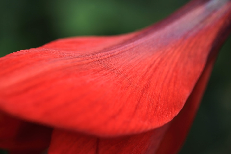 Amaryllis beautiful beautiful flowers