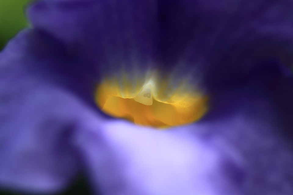 Beautiful beautiful flowers blooming