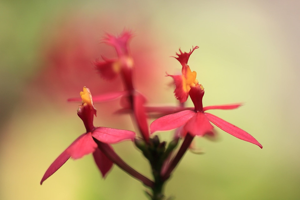 Beautiful Flowers blooming blossom