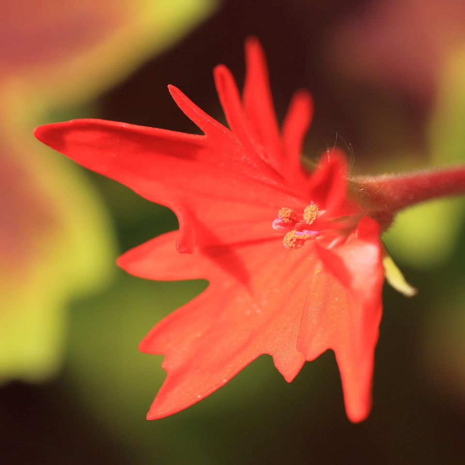 Autumn autumn season beautiful flowers