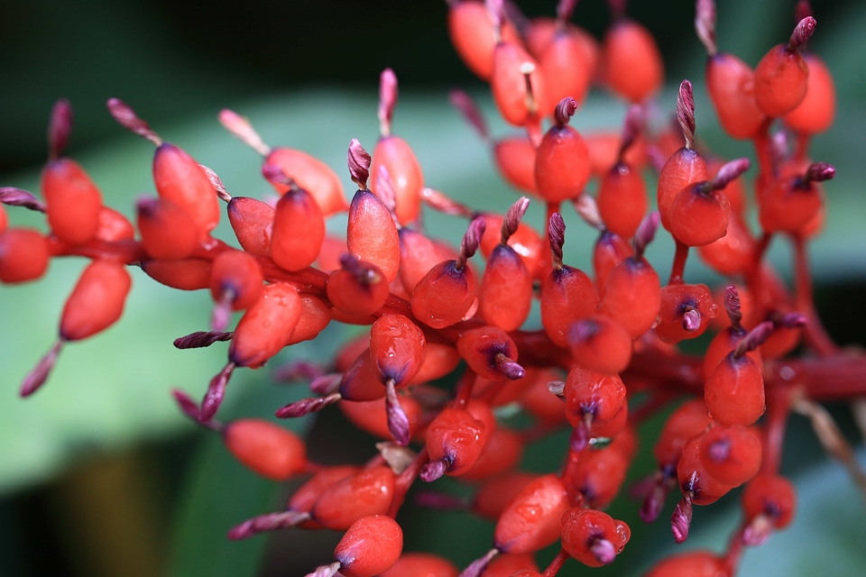 Beautiful Flowers biology blooming
