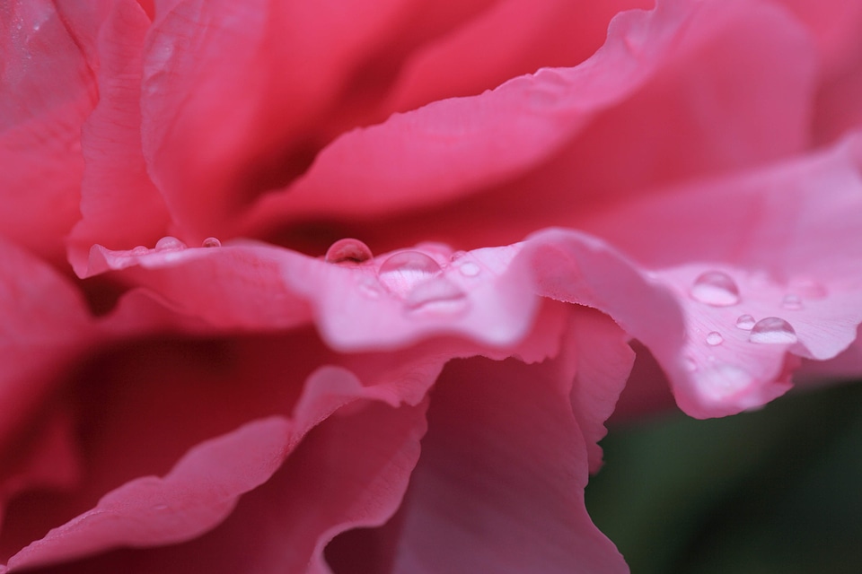 Beautiful beautiful flowers bloom