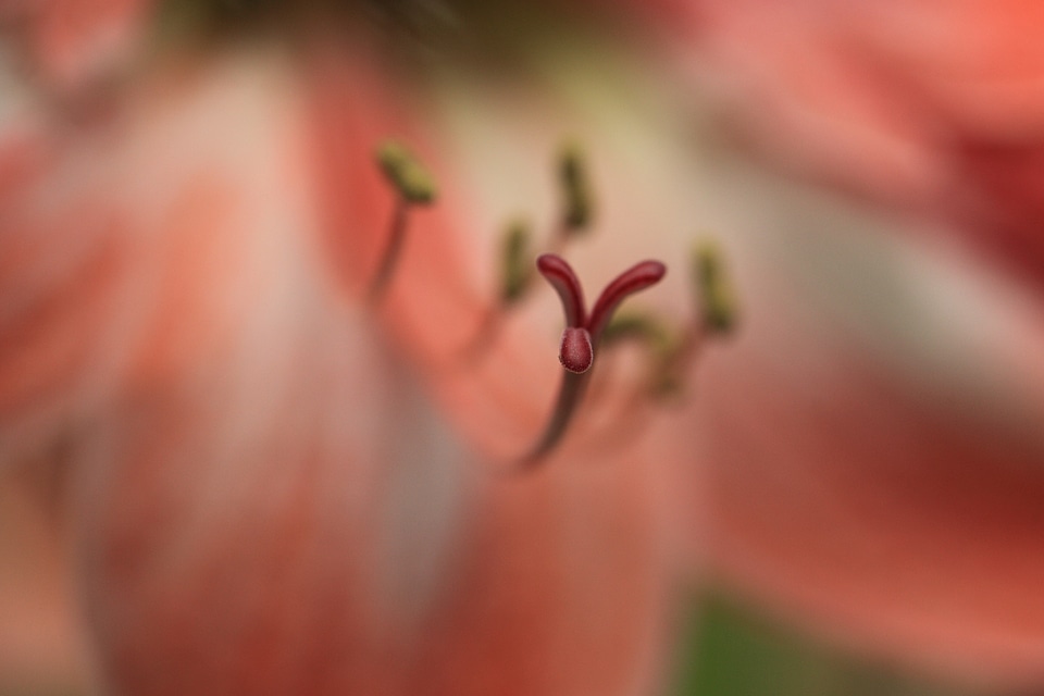 Beautiful Flowers blooming blossom