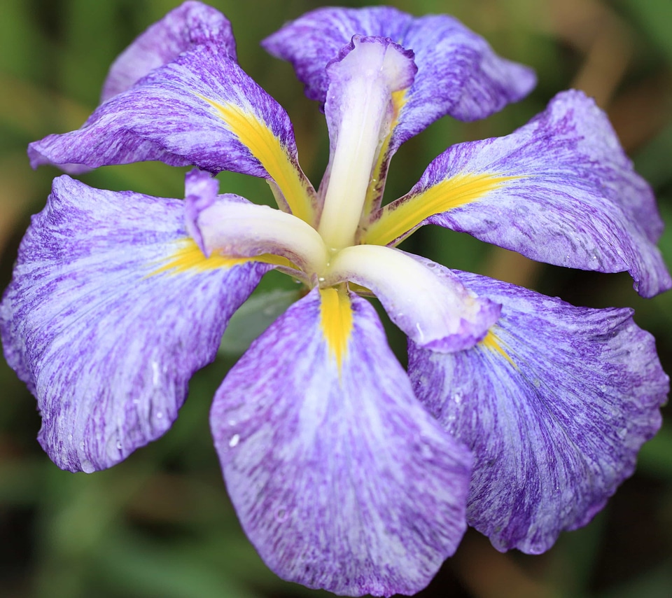 Beautiful beautiful flowers bloom