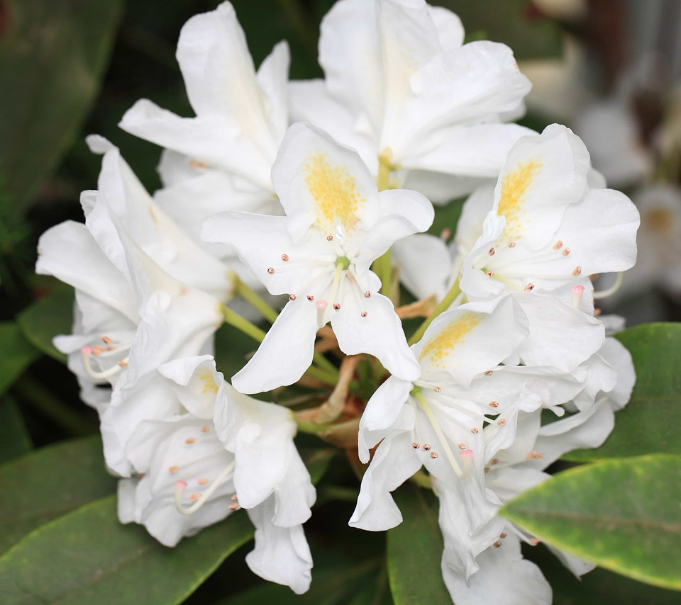 Beautiful beautiful flowers bloom