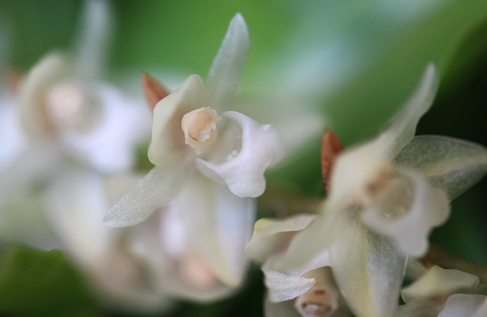 Beautiful beautiful flowers bloom