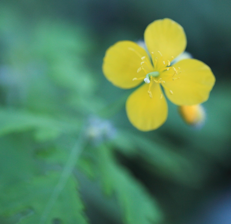 Beautiful Flowers bloom blooming
