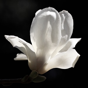 Beautiful beautiful flowers bloom