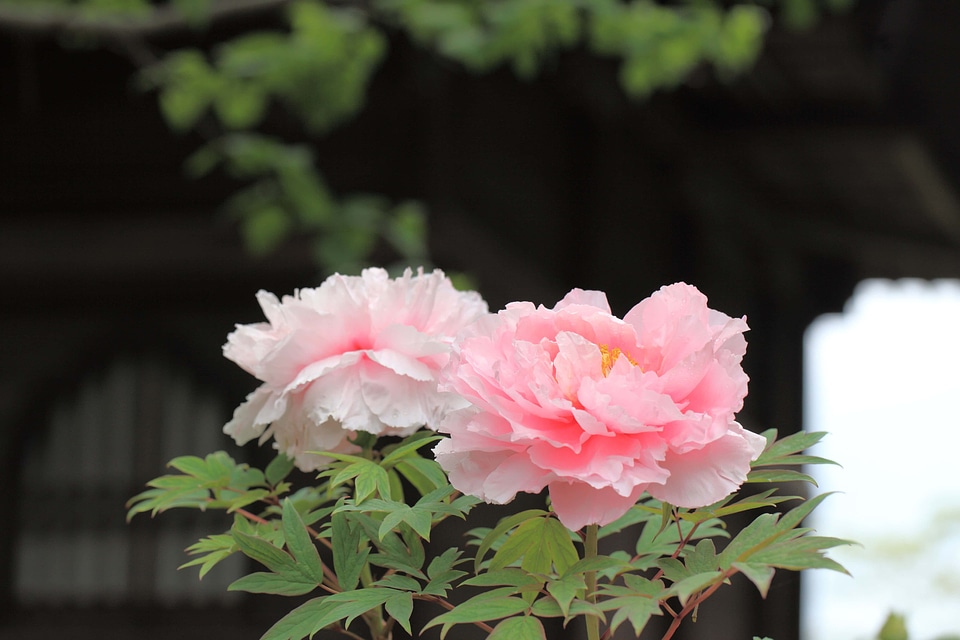Beautiful beautiful flowers beautiful photo