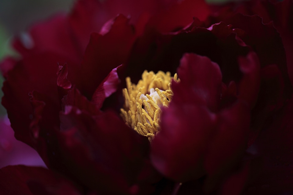 Beautiful beautiful flowers beautiful photo