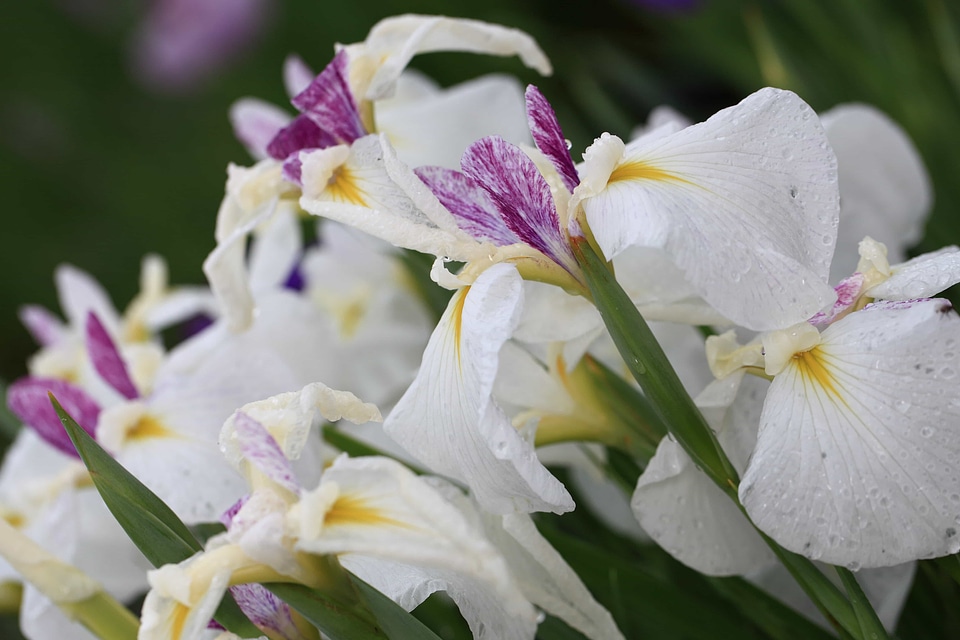 Beautiful beautiful flowers beautiful photo