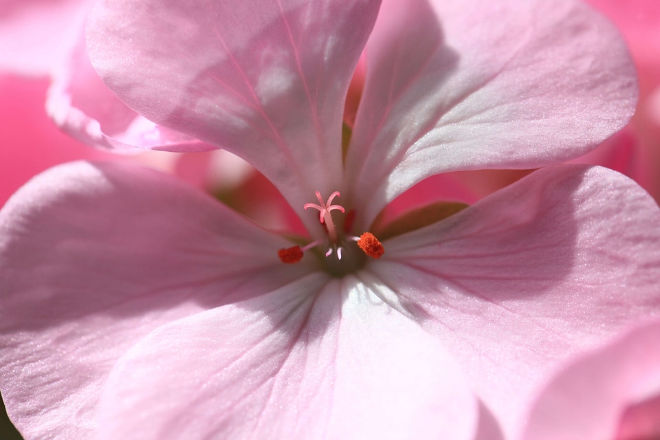 Beautiful beautiful flowers beautiful photo