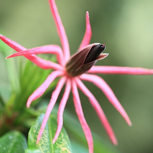 Beautiful Flowers blooming blossom photo