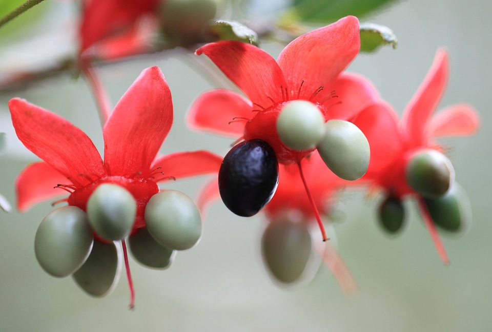 Beautiful Flowers beautiful photo blooming