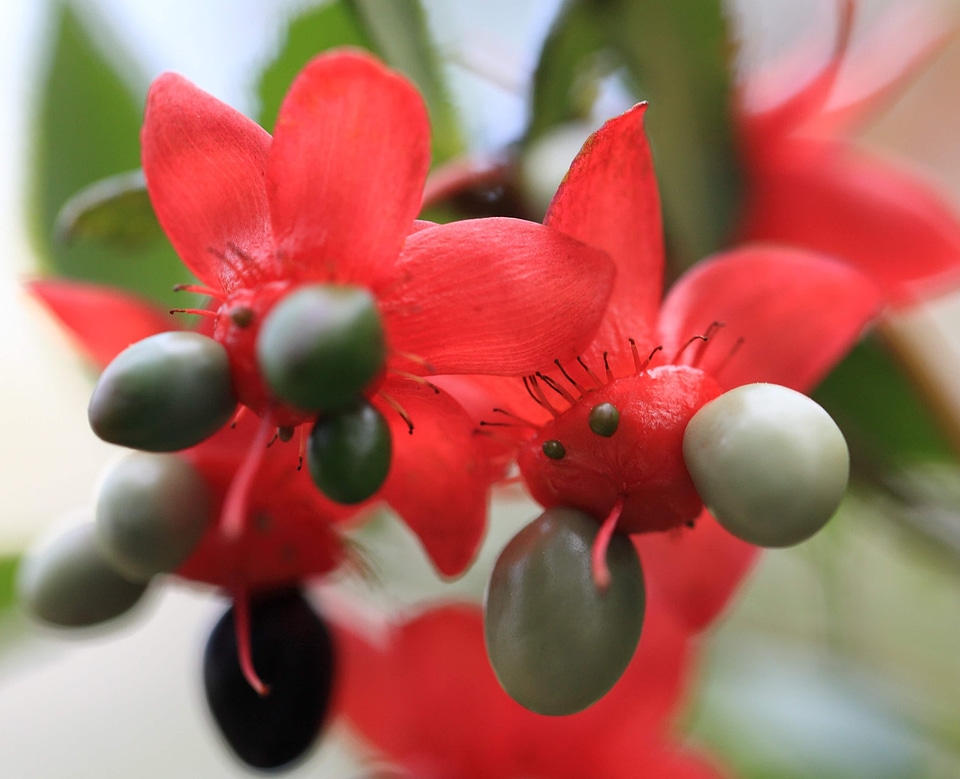 Beautiful beautiful flowers berry