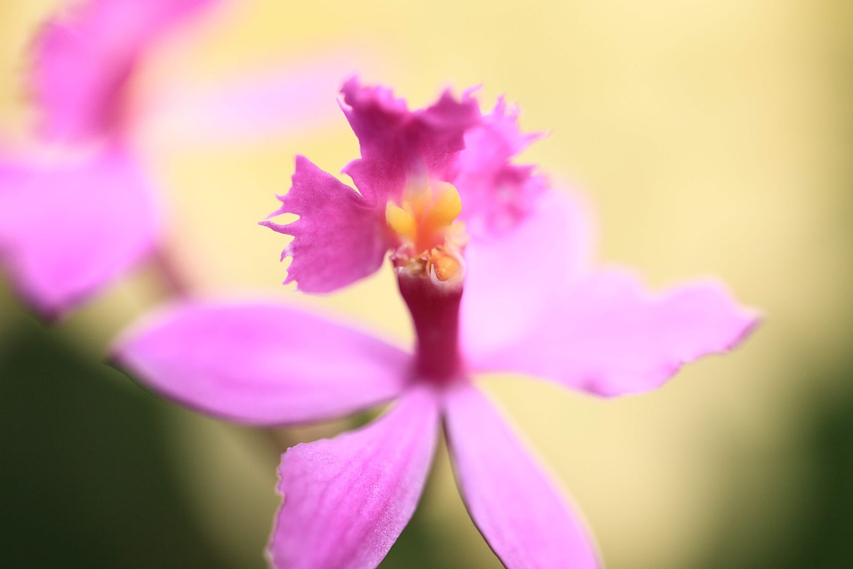 Beautiful beautiful flowers bloom