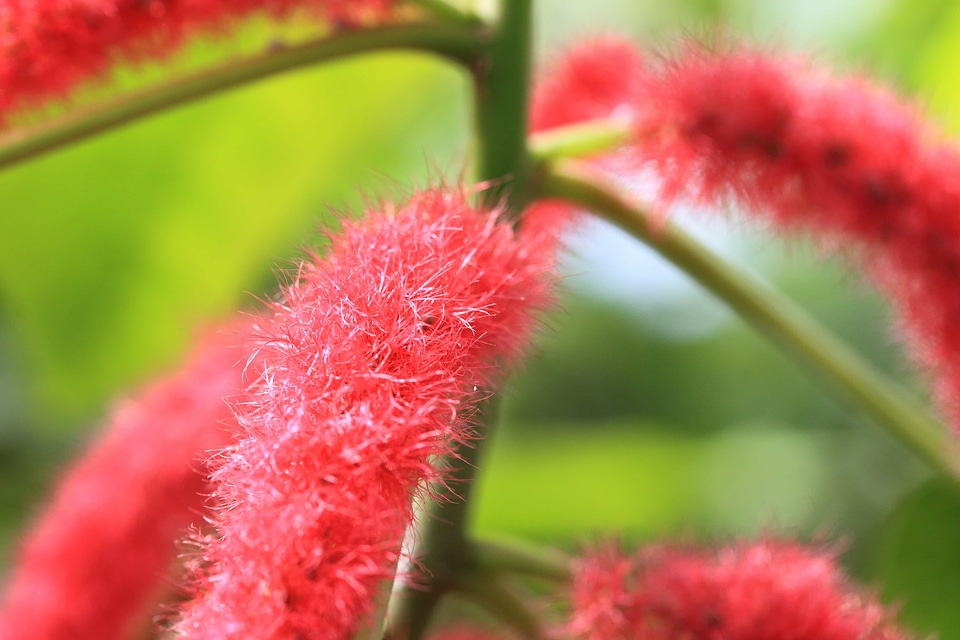 Beautiful Flowers blooming blossom