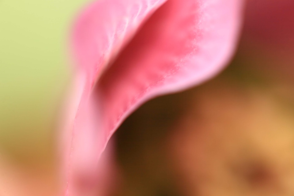 Abstract beautiful flowers blooming