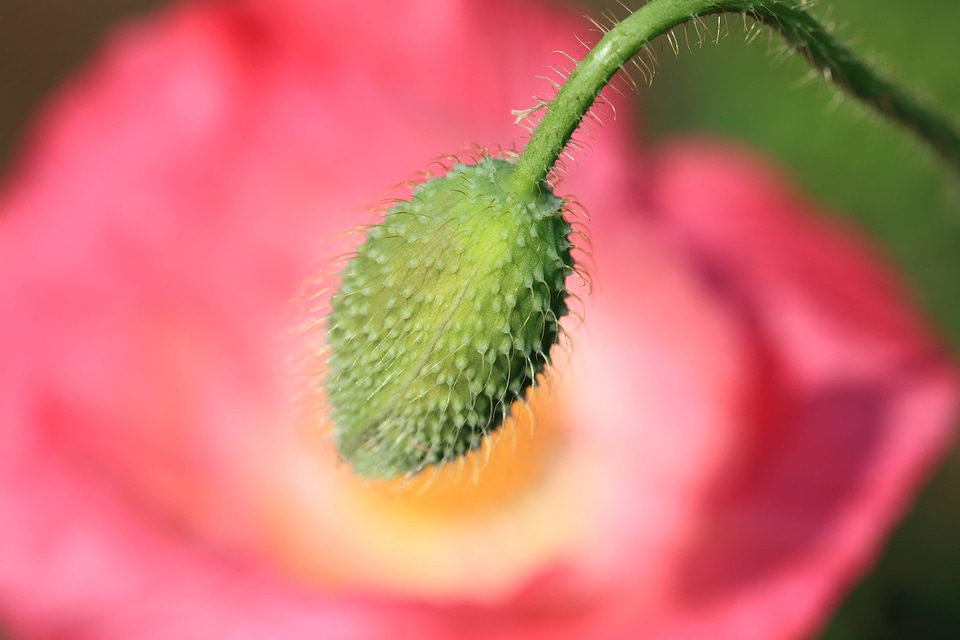 Beautiful beautiful flowers beautiful photo