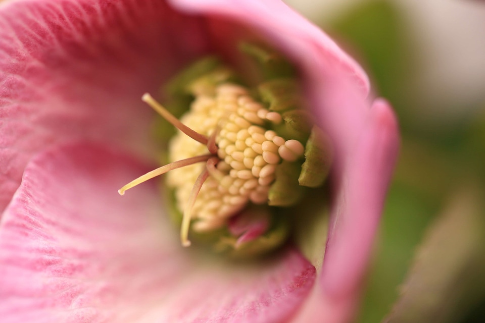 Beautiful beautiful flowers beautiful photo
