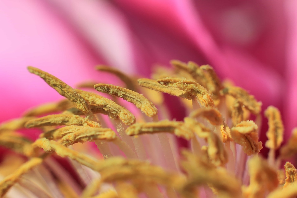 Beautiful beautiful flowers beautiful image