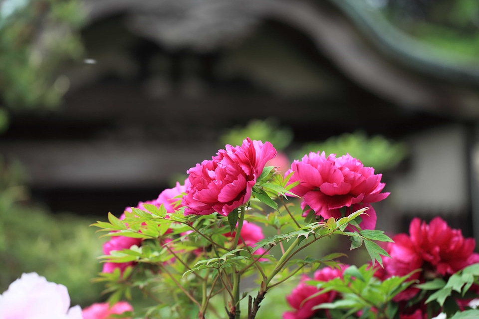 Beautiful beautiful flowers bloom