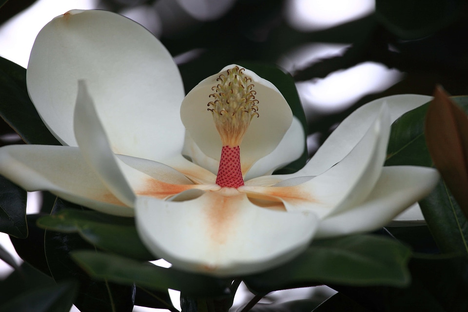 Beautiful beautiful flowers beautiful photo