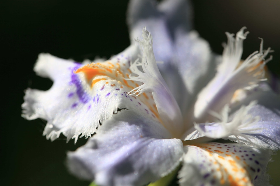 Beautiful beautiful flowers beautiful photo