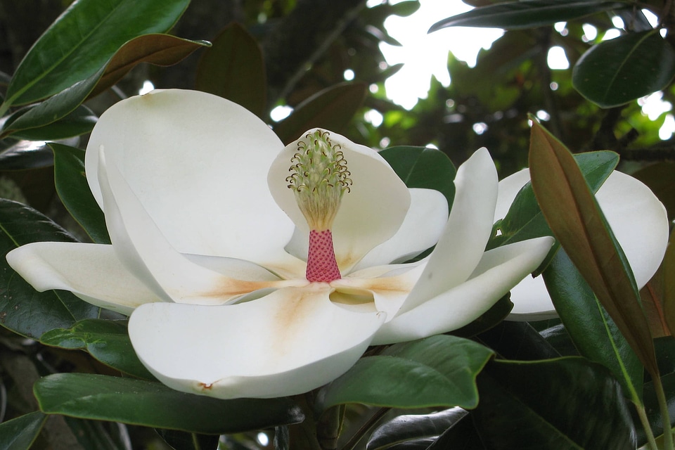 Beautiful beautiful flowers beautiful photo