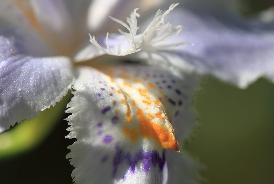 Beautiful beautiful flowers beautiful photo