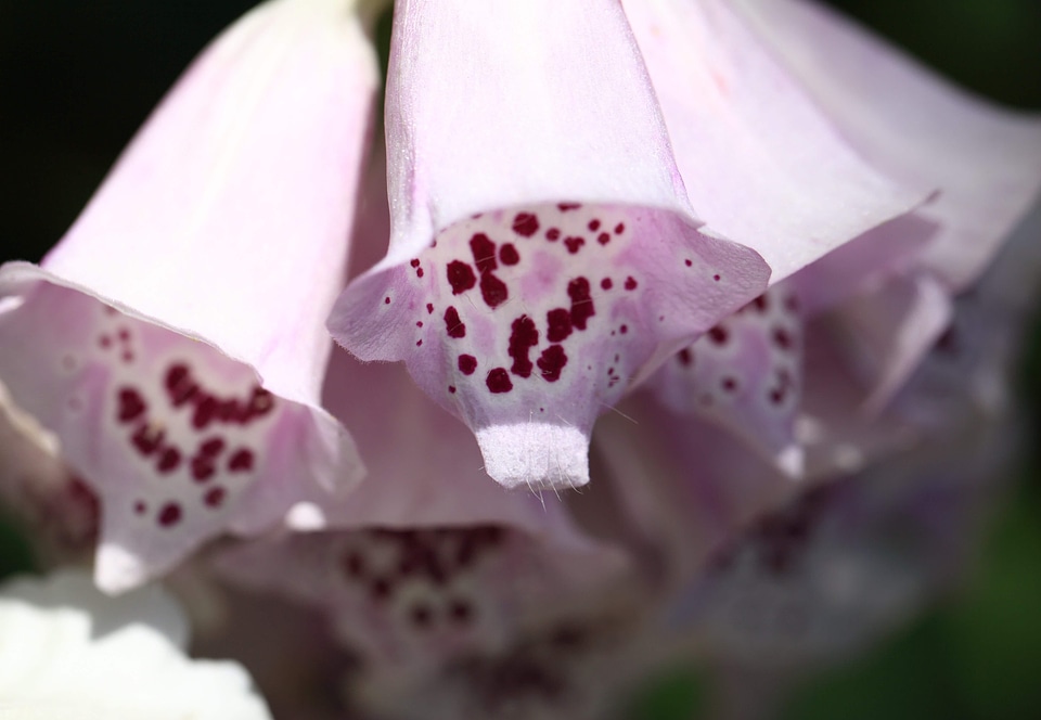 Beautiful beautiful flowers beautiful photo