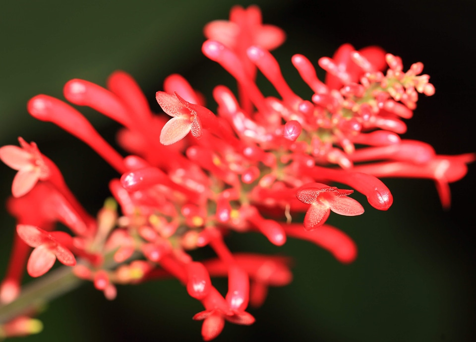 Beautiful beautiful flowers beautiful photo