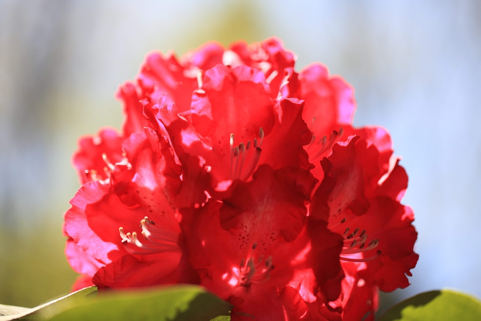 Beautiful Flowers bloom blooming