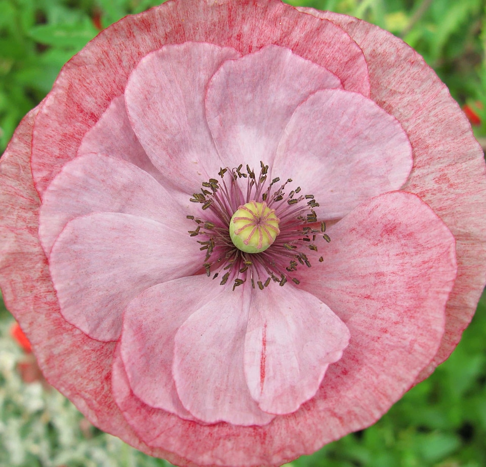 Beautiful beautiful flowers bloom
