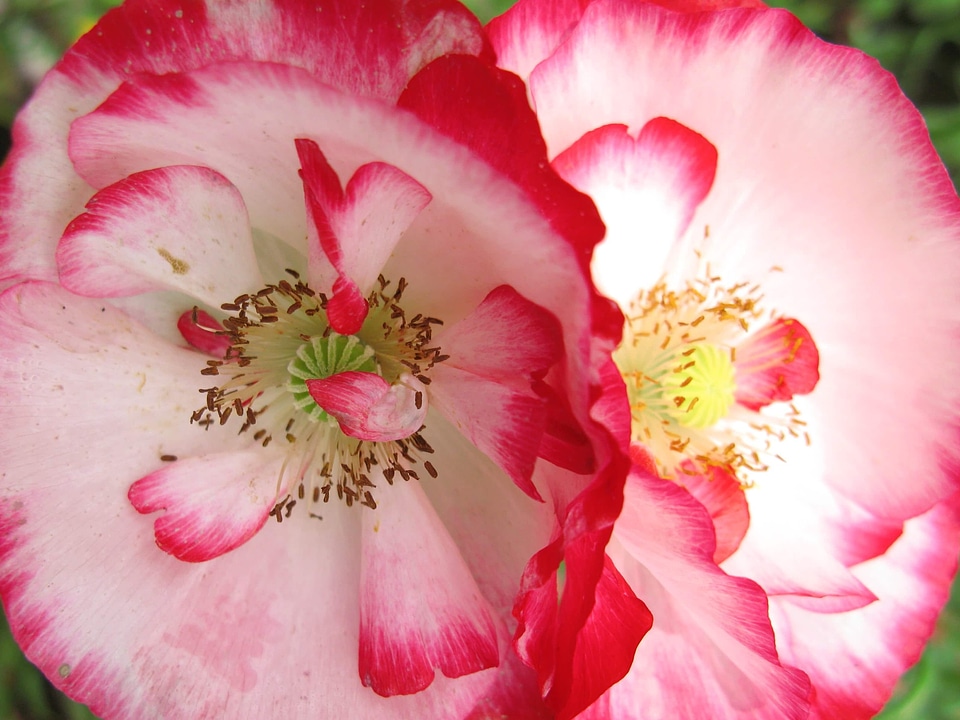 Beautiful beautiful flowers beautiful photo