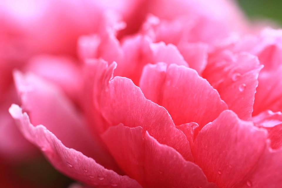 Beautiful Flowers bloom blooming