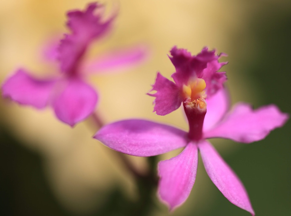 Beautiful beautiful flowers bloom