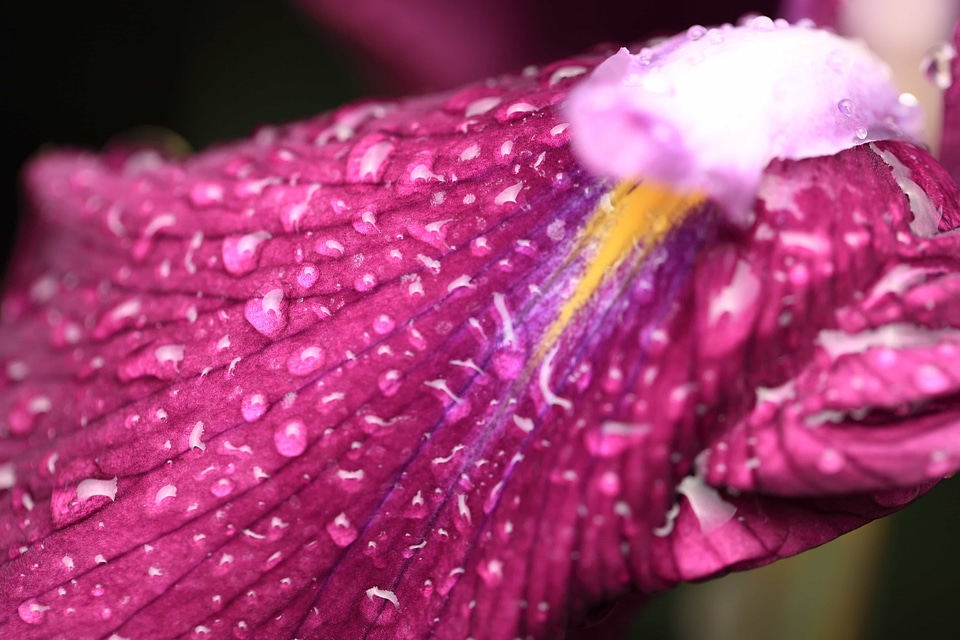 Beautiful beautiful flowers beautiful photo