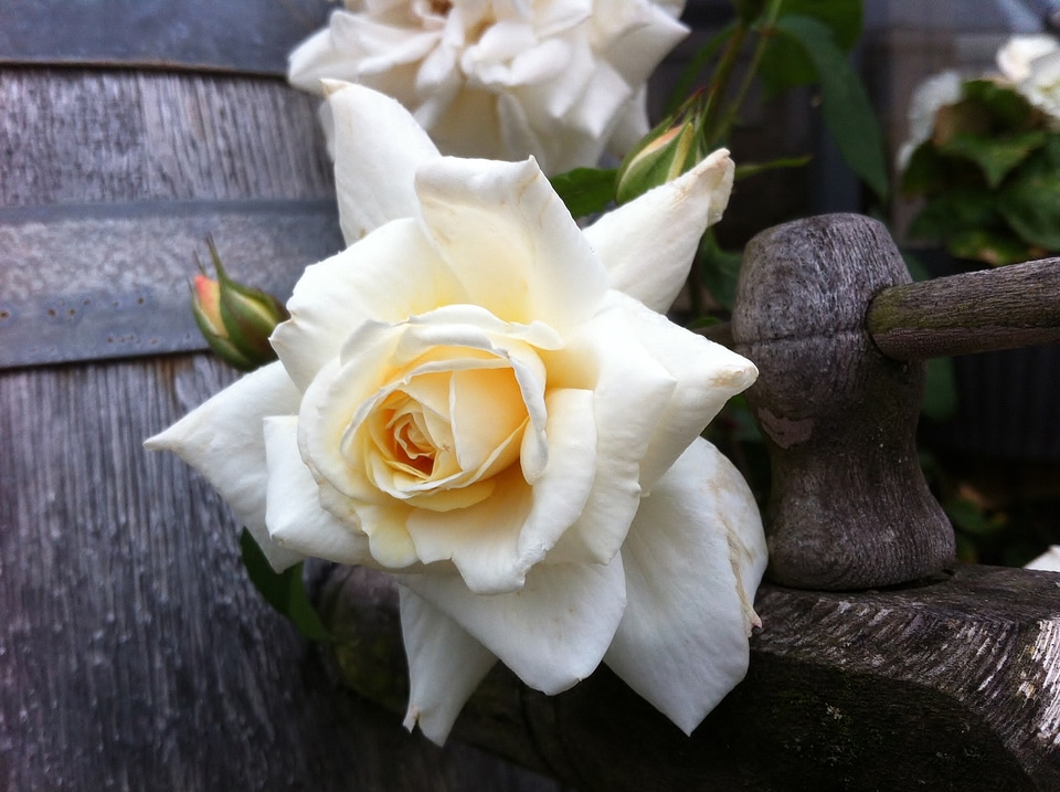 Rambler champagne rose garden plant