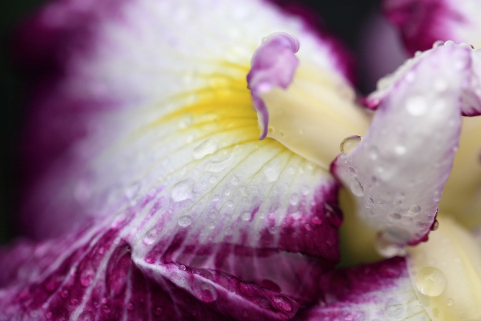 Beautiful beautiful flowers blooming