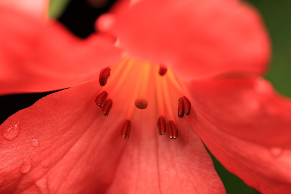 Beautiful beautiful flowers bloom