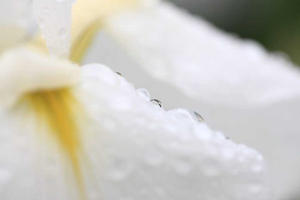 Beautiful Flowers blooming blossom