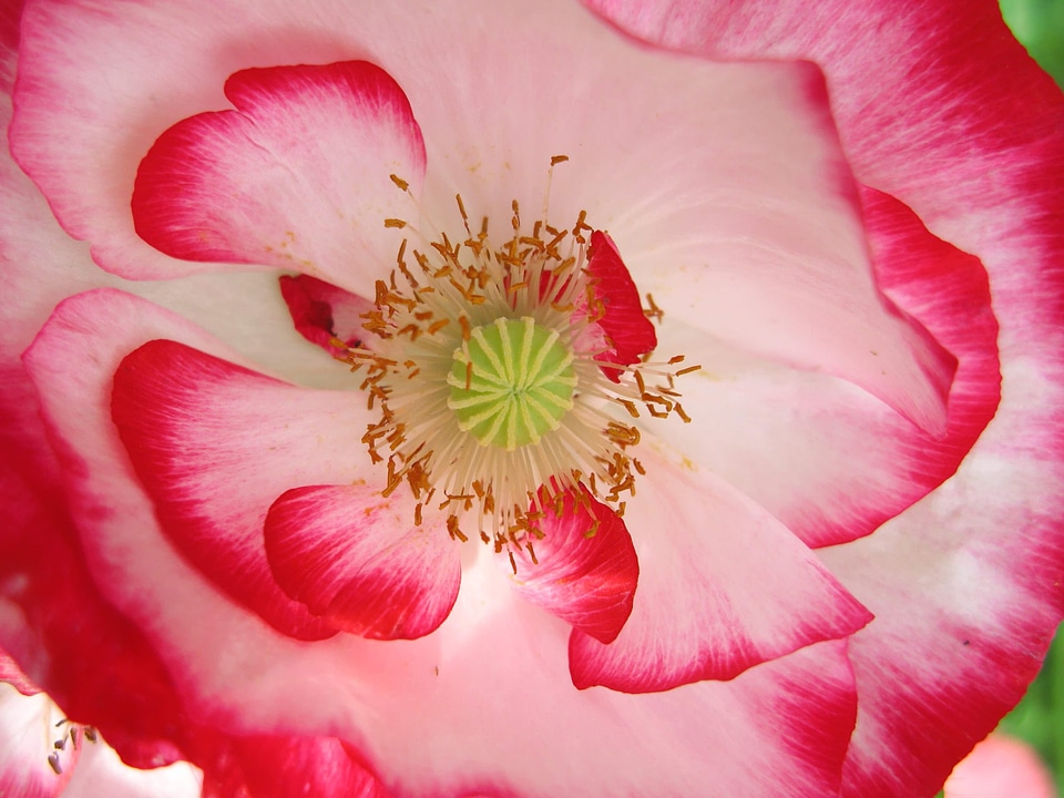 Beautiful beautiful flowers bloom
