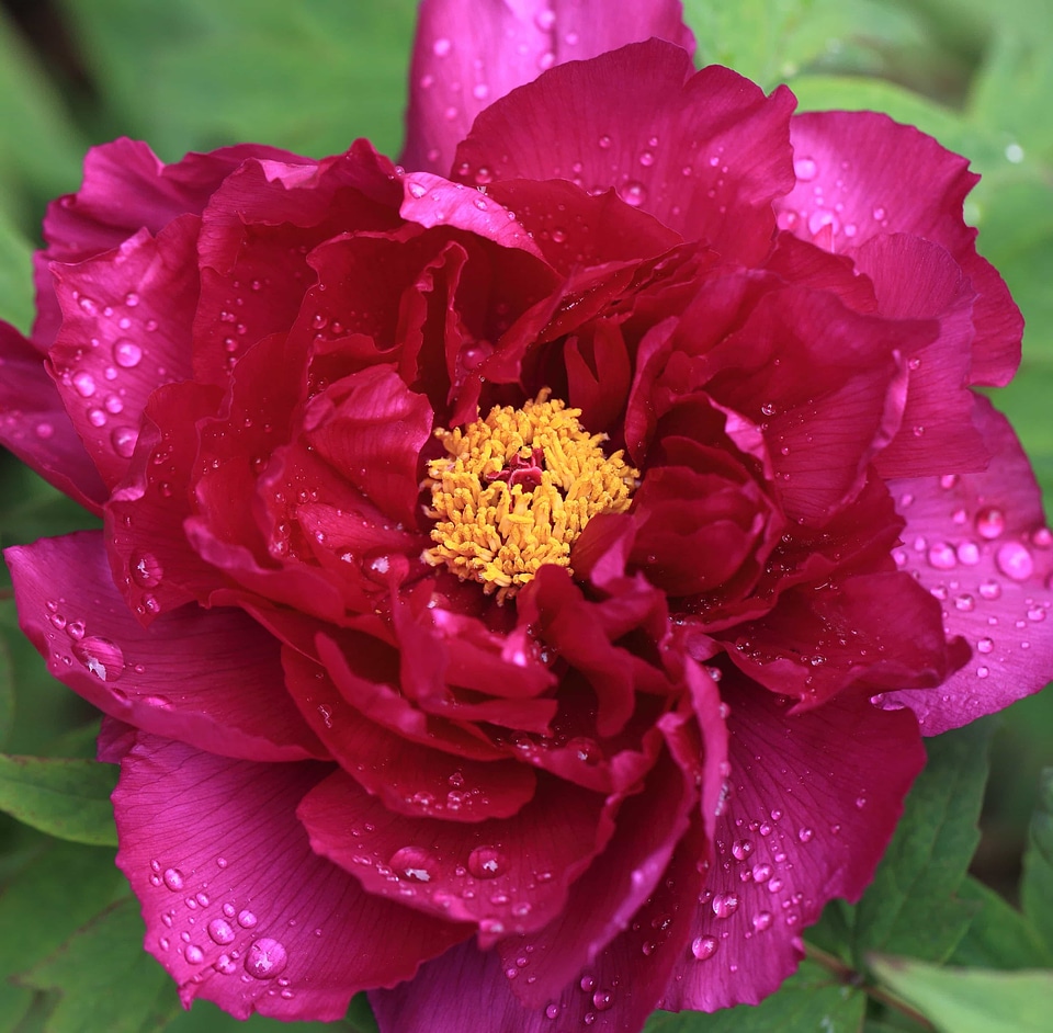 Beautiful beautiful flowers bloom