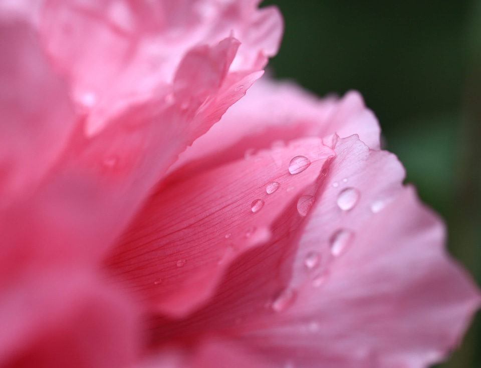 Beautiful beautiful flowers bloom