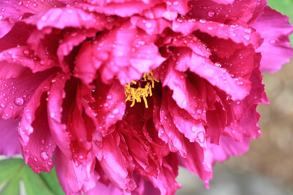 Beautiful beautiful flowers beautiful photo