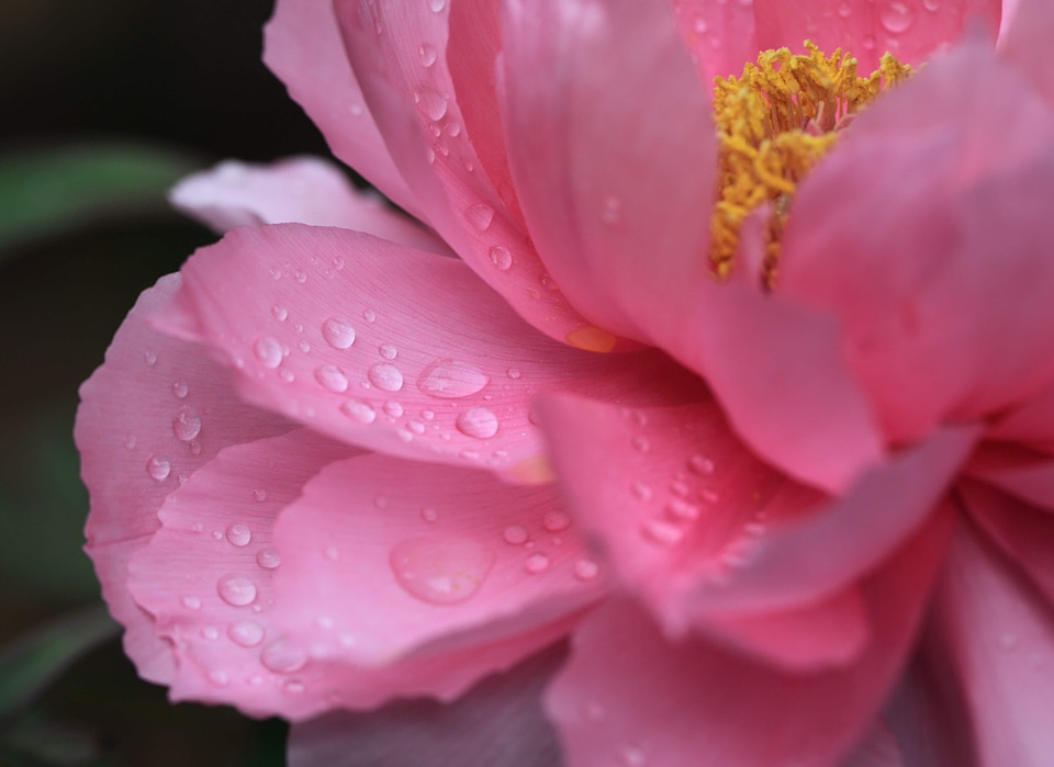 Beautiful beautiful flowers bloom